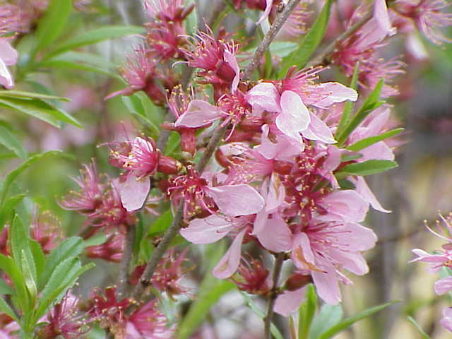 File:Prunus tenella0.jpg