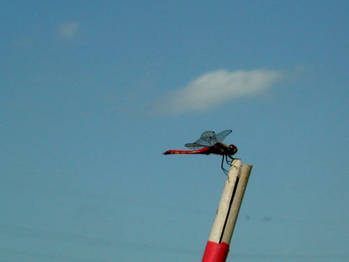 File:Red dragonfly 01.jpg