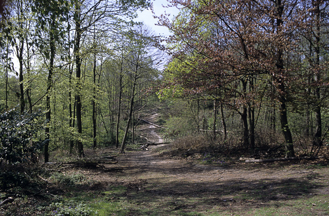 File:Ride with windthrow, Thorndon Park, Essex - geograph.org.uk - 1512314.jpg