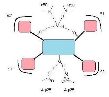 Реферат: Protease Inhibitors Essay Research Paper Protease inhibitors