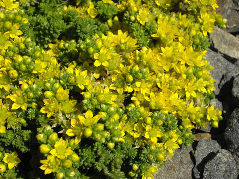 File:Sedum acre var minima 4.JPG