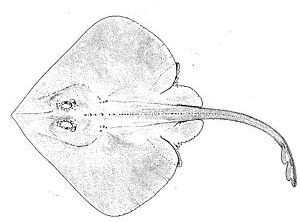 <i>Malacoraja</i> Genus of cartilaginous fishes