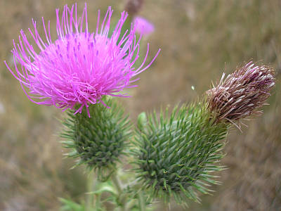 File:Stekeligbloempie.jpg