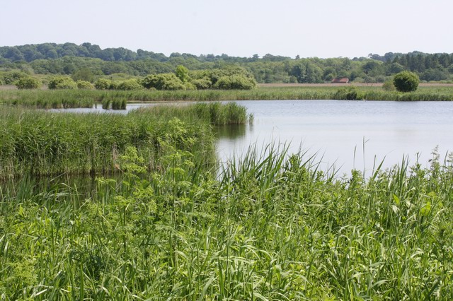 File:Strumpshaw Fen RSPB - geograph.org.uk - 854111.jpg