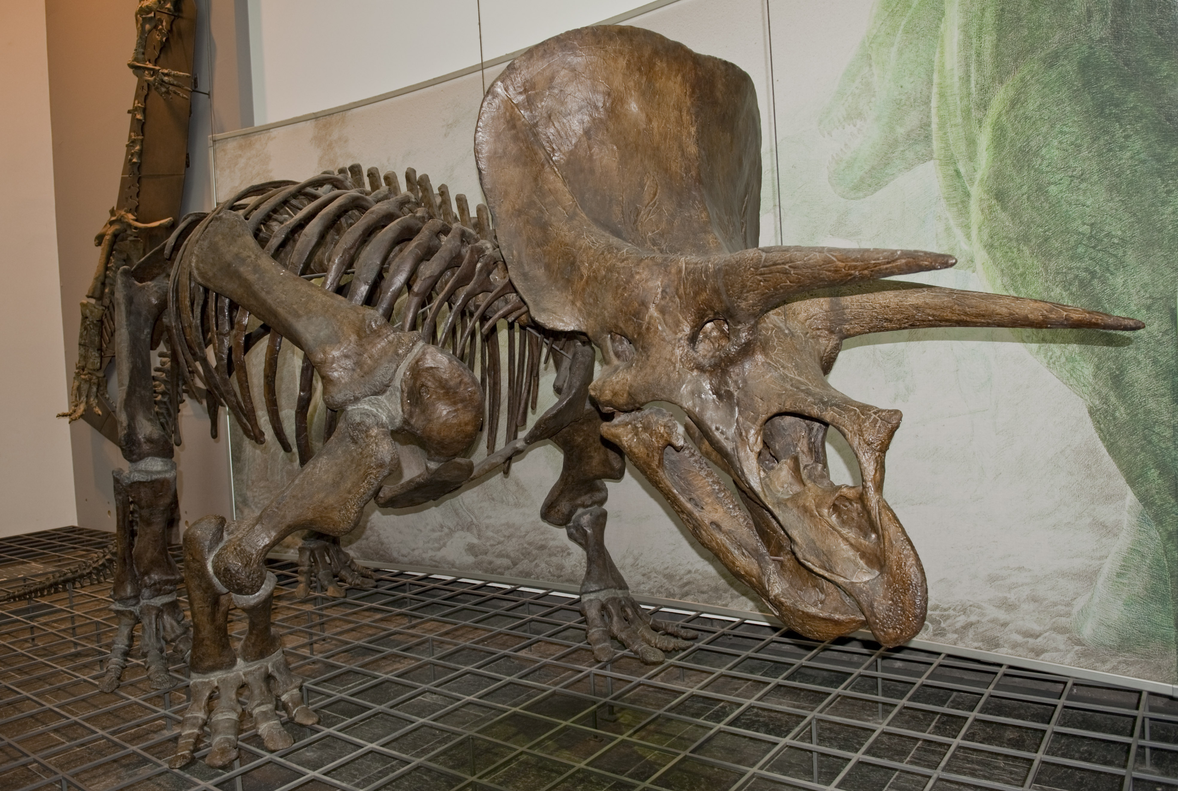 Скелет Трицератопса