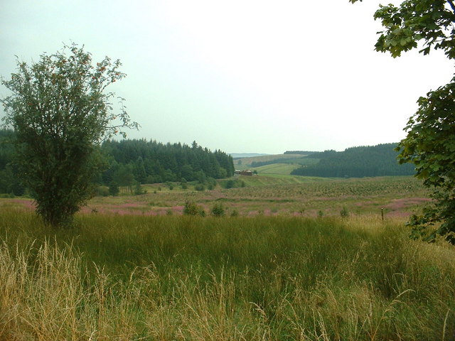 File:Twiglees Plantation - geograph.org.uk - 222903.jpg