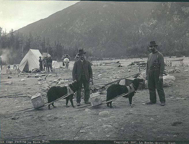 File:Two Klondikers with dogs packing supplies along the Chilkoot Trail near Dyea, Alaska, 1897 (LAROCHE 111).jpeg
