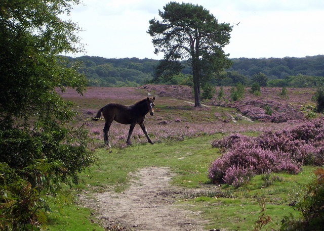 File:Walking near Pig Bush - geograph.org.uk - 649277.jpg