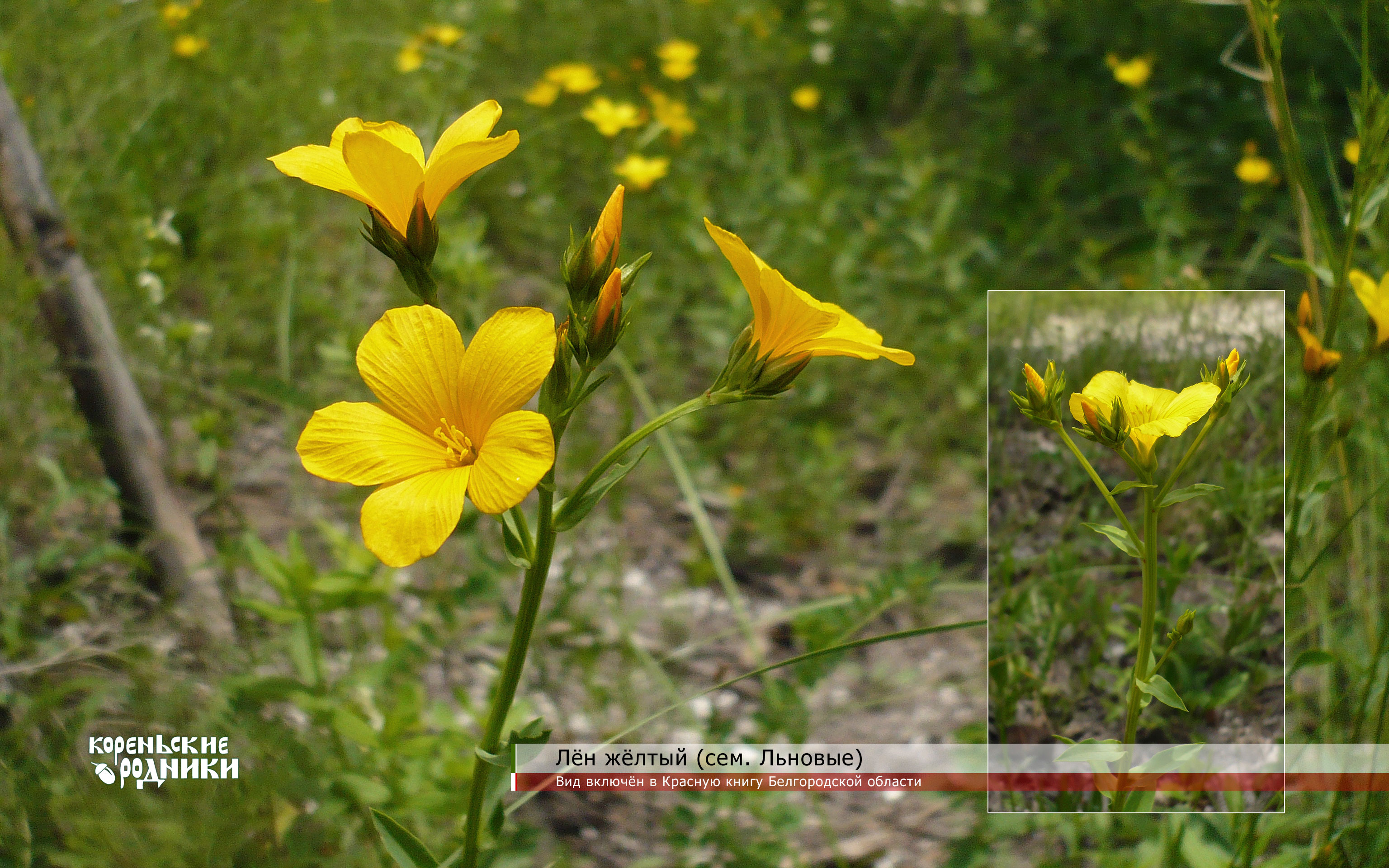 Лён жёлтый Linum flavum