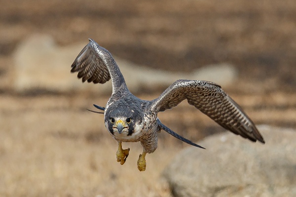 Peregrin Falcon: World's Fastest Animal A_Peregrine_Falcon_in_Flight_and_off_for_hunt_%2849666203797%29