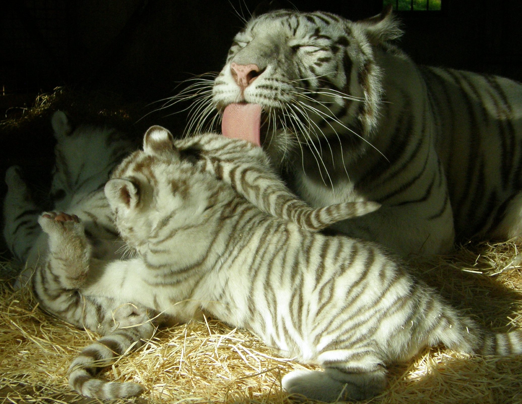 Life Cycle of Bengal Tiger - Birth, Adult, Territory, Death