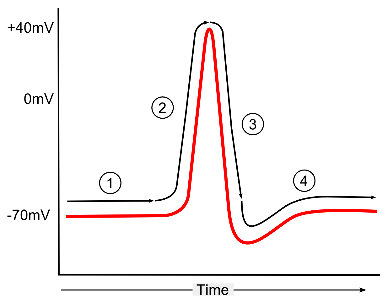 action potential graph labeled