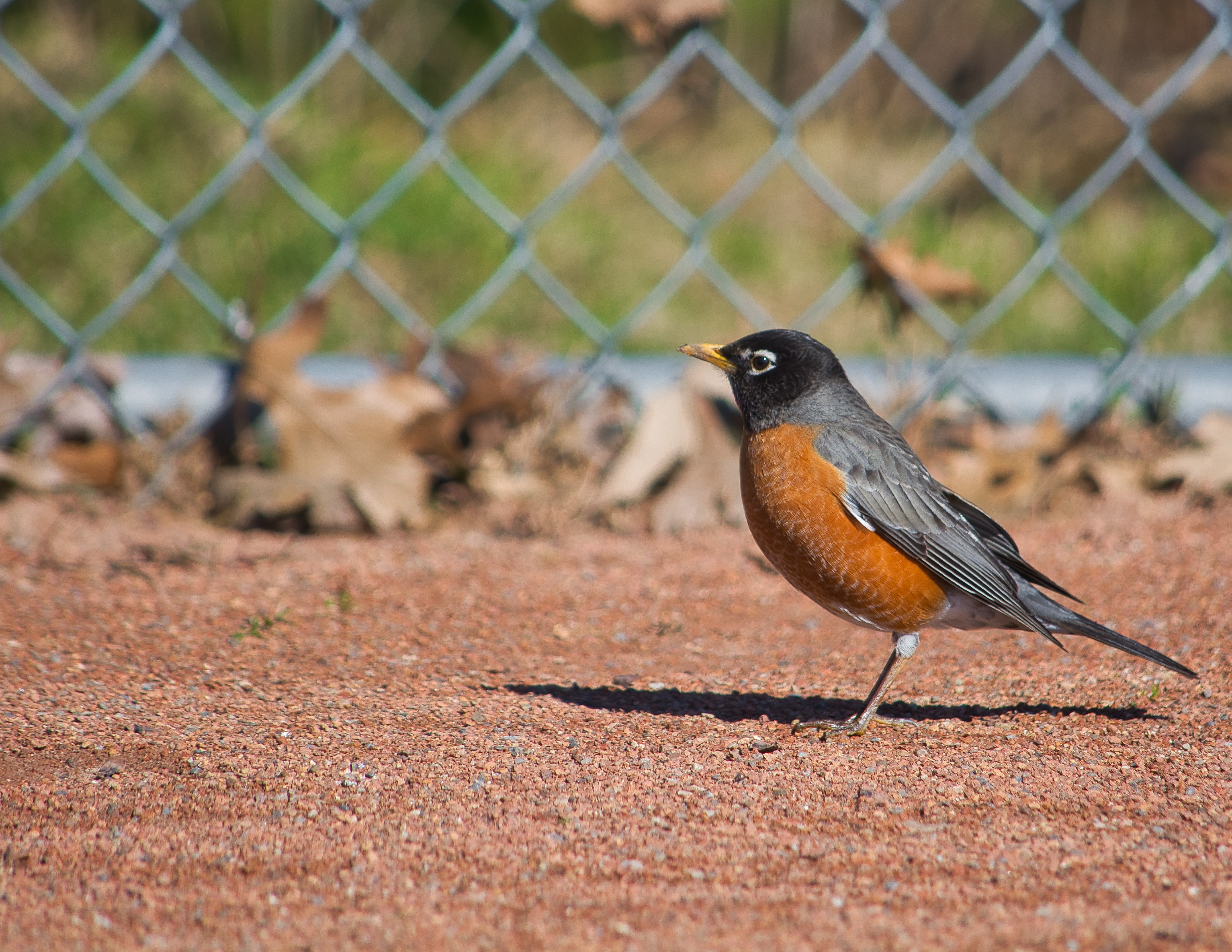 American robin - Wikipedia