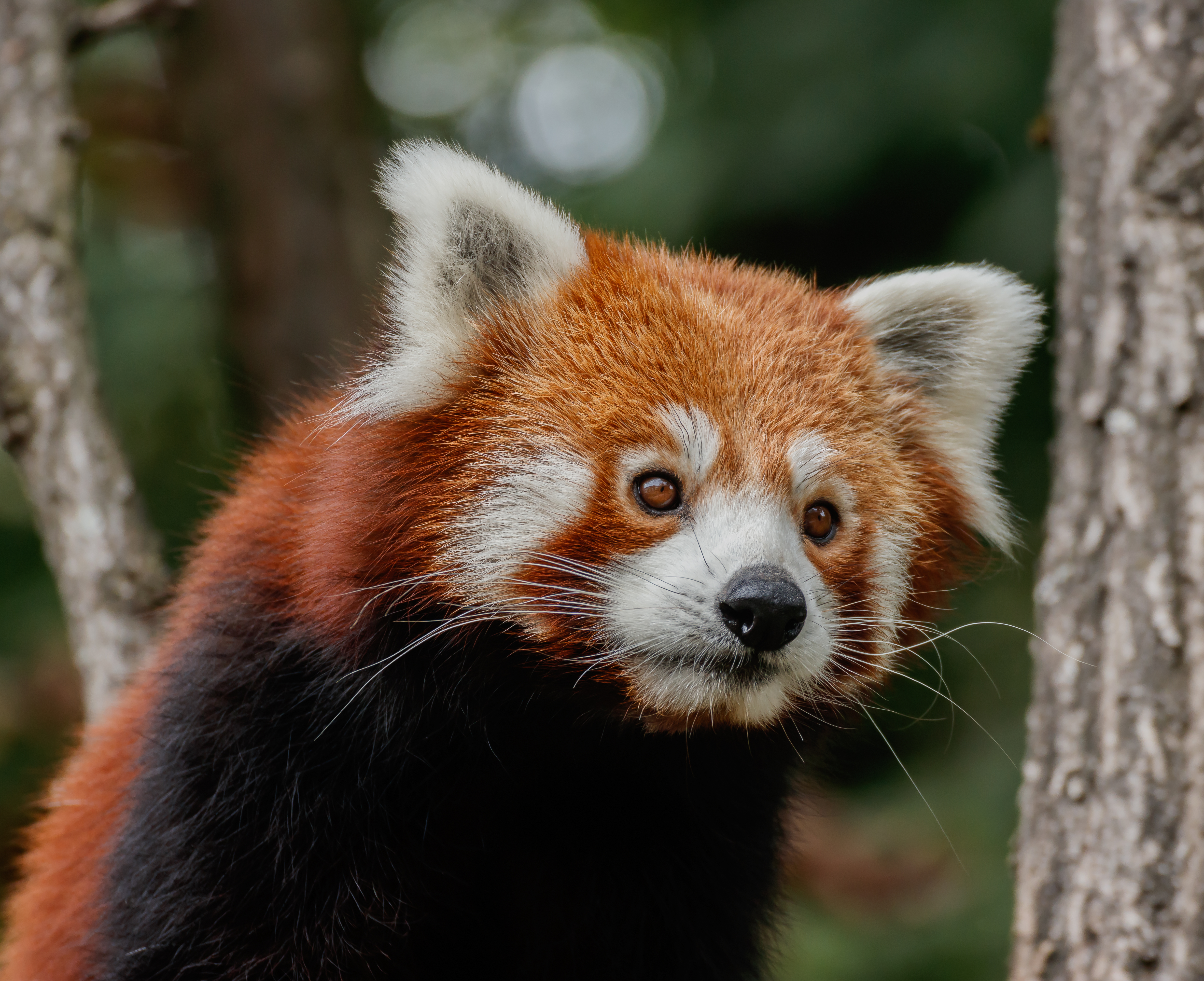 Ailurus fulgens - Karlsruhe Zoo 01.jpg