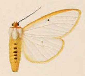 File:Amsacta aureolimbata.JPG