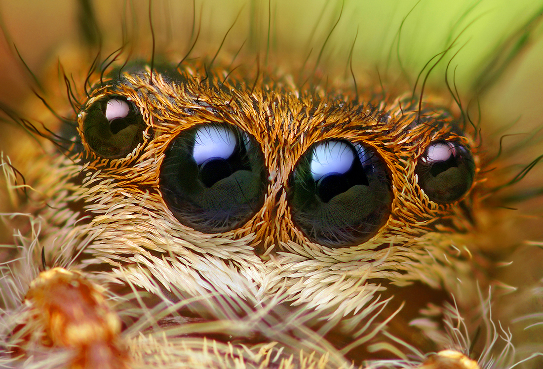 Bug Bytes: Jumping Spiders