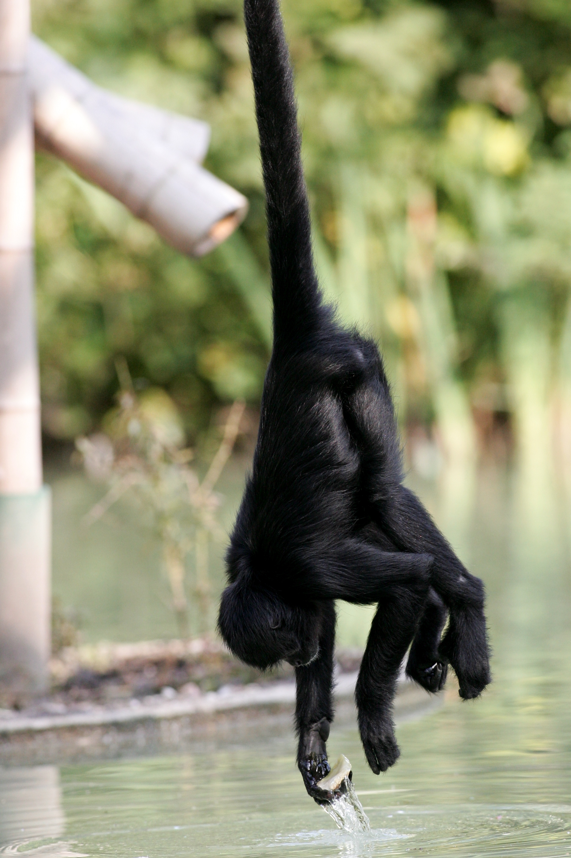 SIAMANG food/eating habits