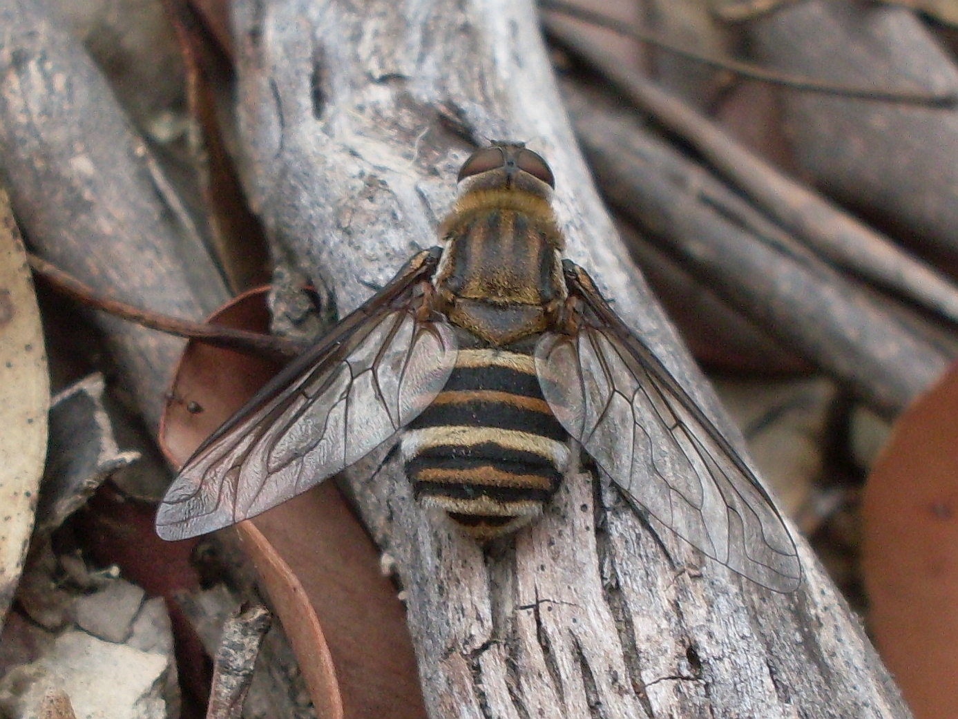 Bee fly