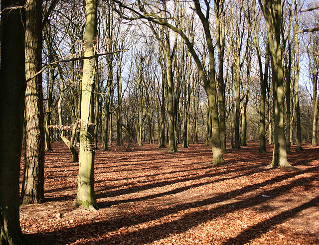 File:Beech wood, Lansdown - geograph.org.uk - 713496.jpg