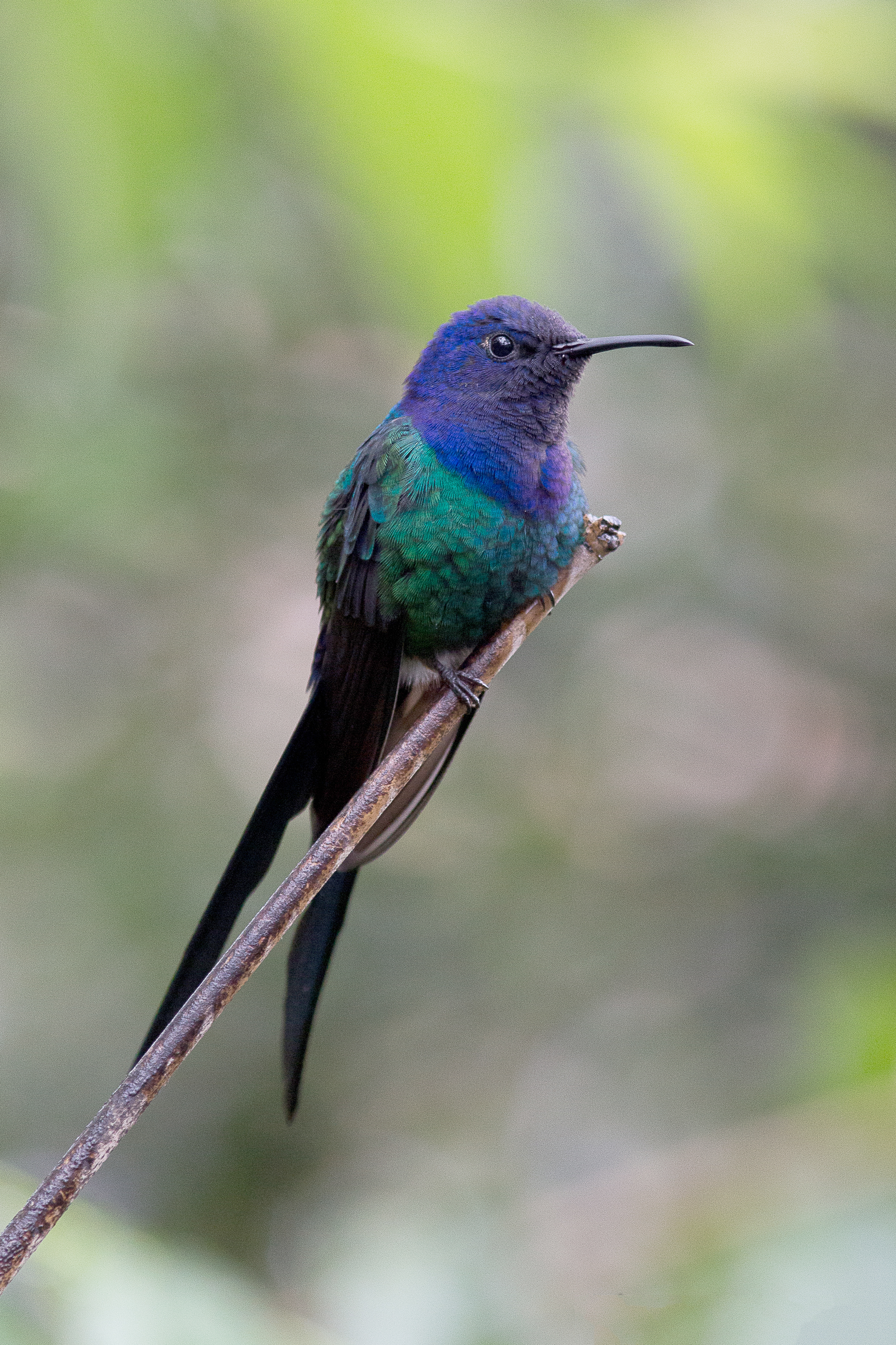 https://upload.wikimedia.org/wikipedia/commons/e/e0/Beija-flor-tesoura_%28Eupetomena_macroura%29.jpg