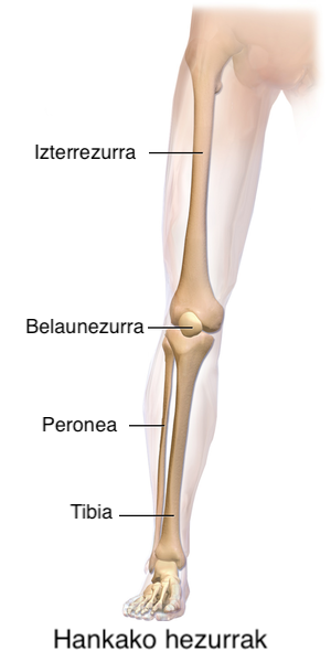 File:Blausen 0608 LegBones-eu.png