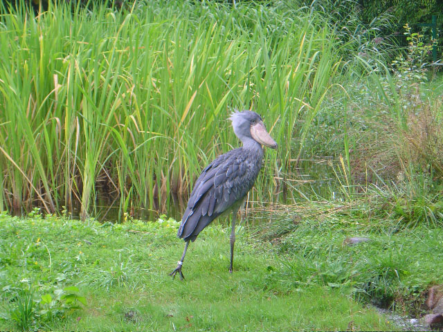 File:Bluish shoebill.jpg