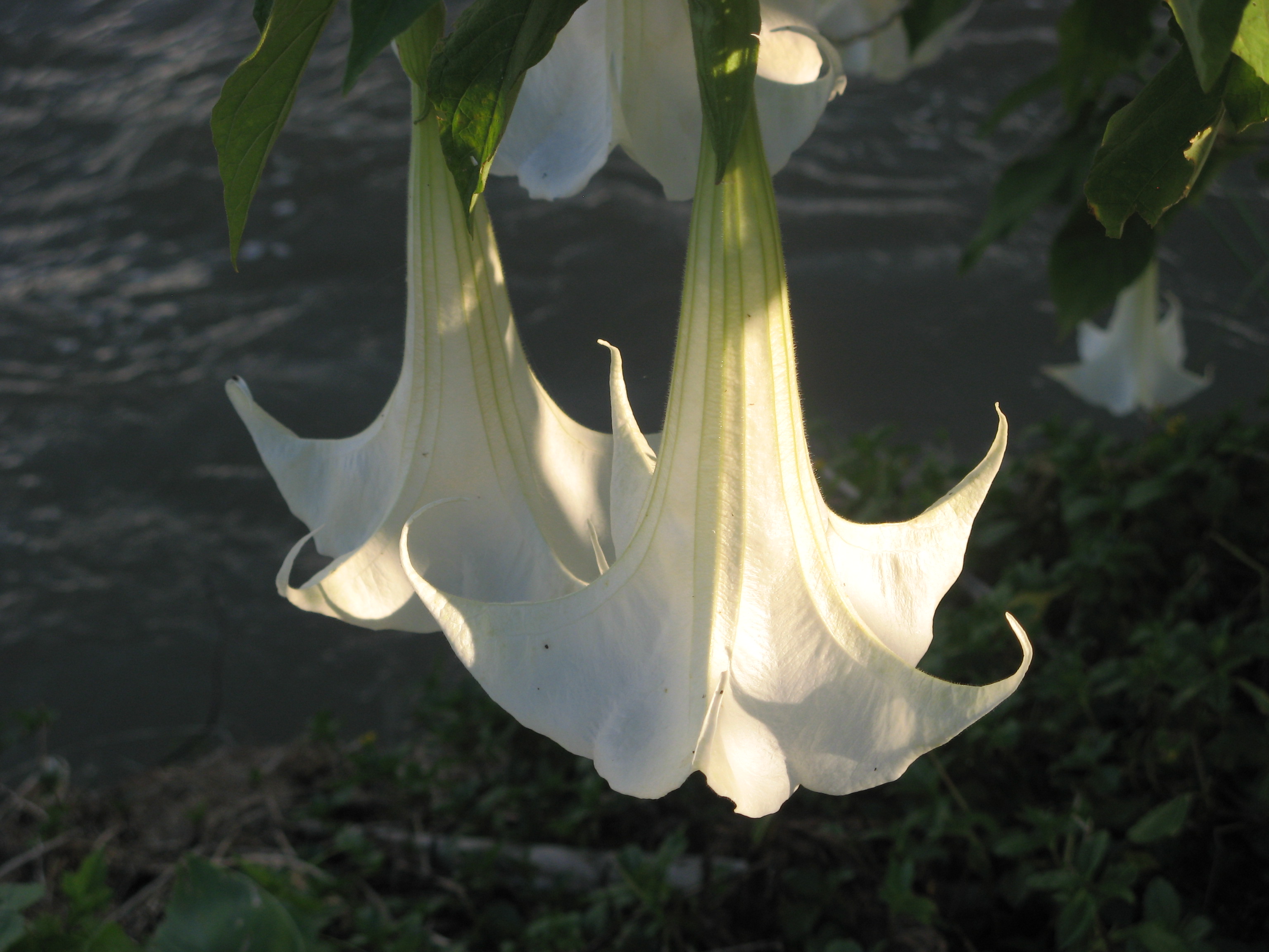 silencio Proverbio Porcentaje Brugmansia candida - Wikipedia, la enciclopedia libre