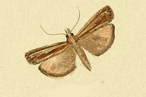 <i>Catoptria fulgidella</i> Species of moth