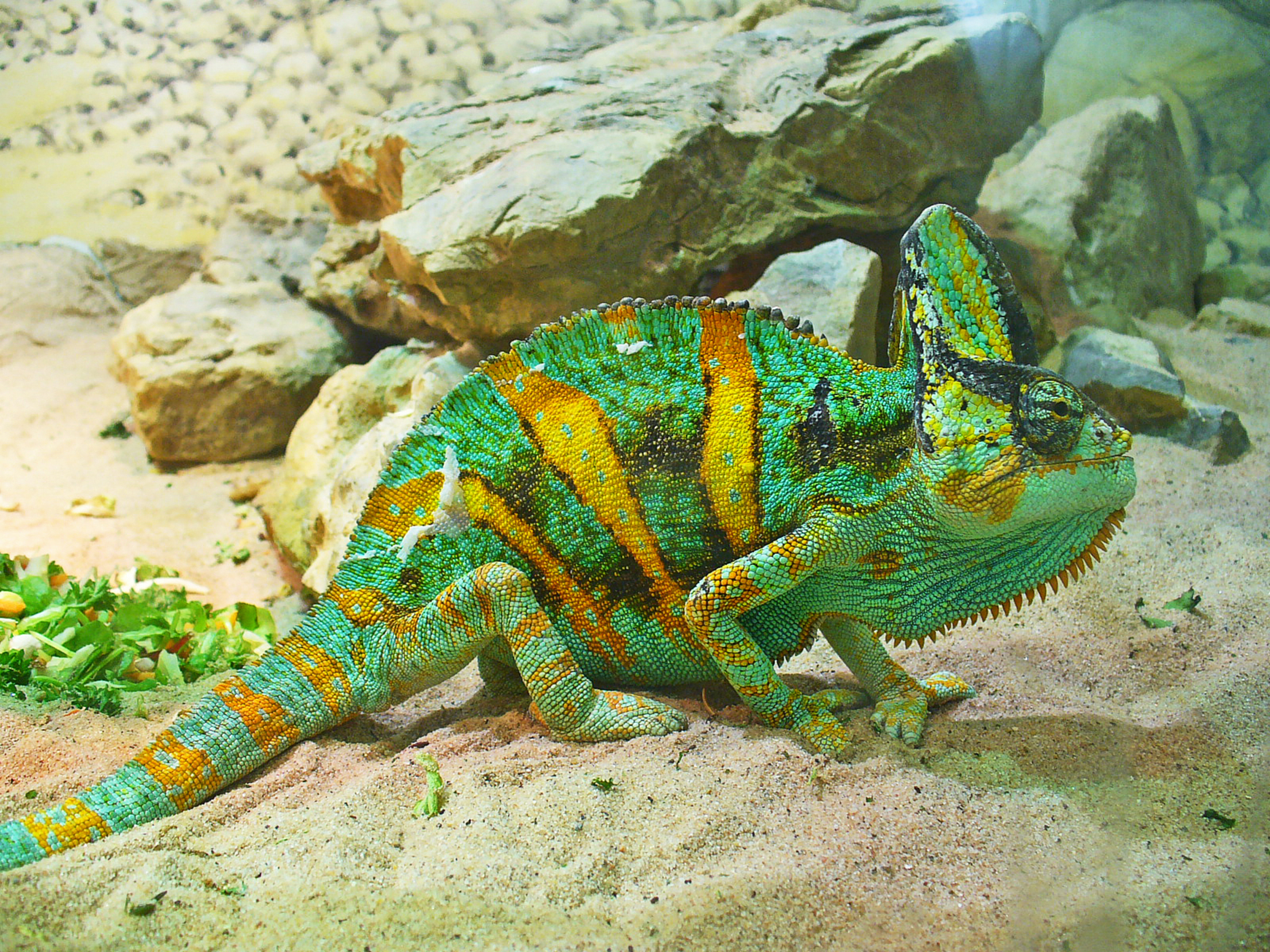 chameleon calyptratus - chamaeleo calyptratus juvénile