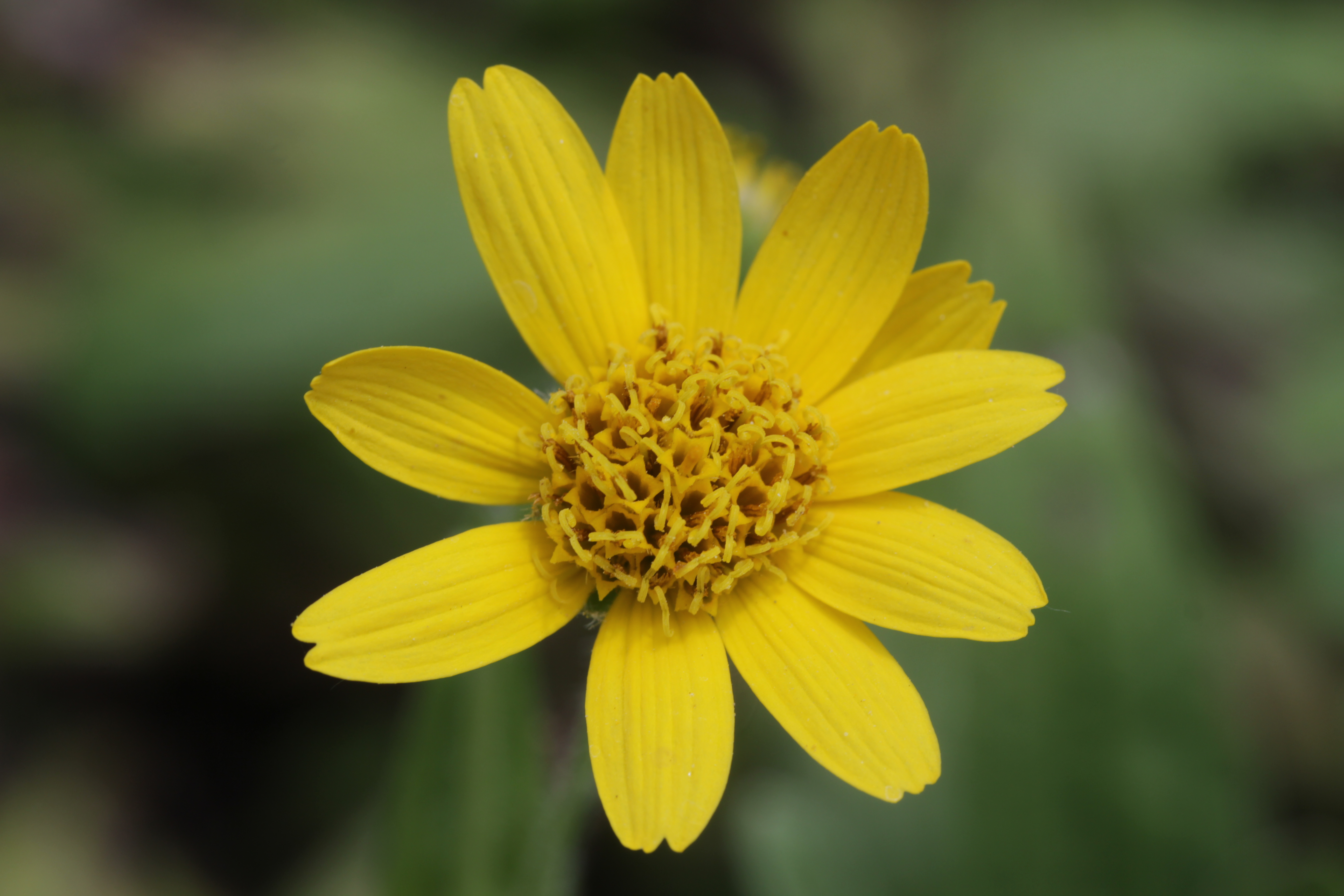 Arnica — Wikipédia