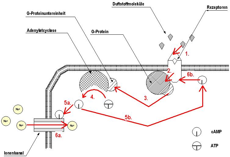 Die olfaktorische Wahrnehmung oder Riechwahrnehmung Chemoelektrische_Ausl%C3%B6sung_einer_Erregung_in_Riechsinneszellen