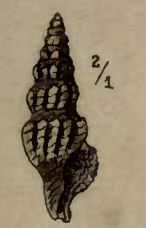 File:Clathurella rava 001.png