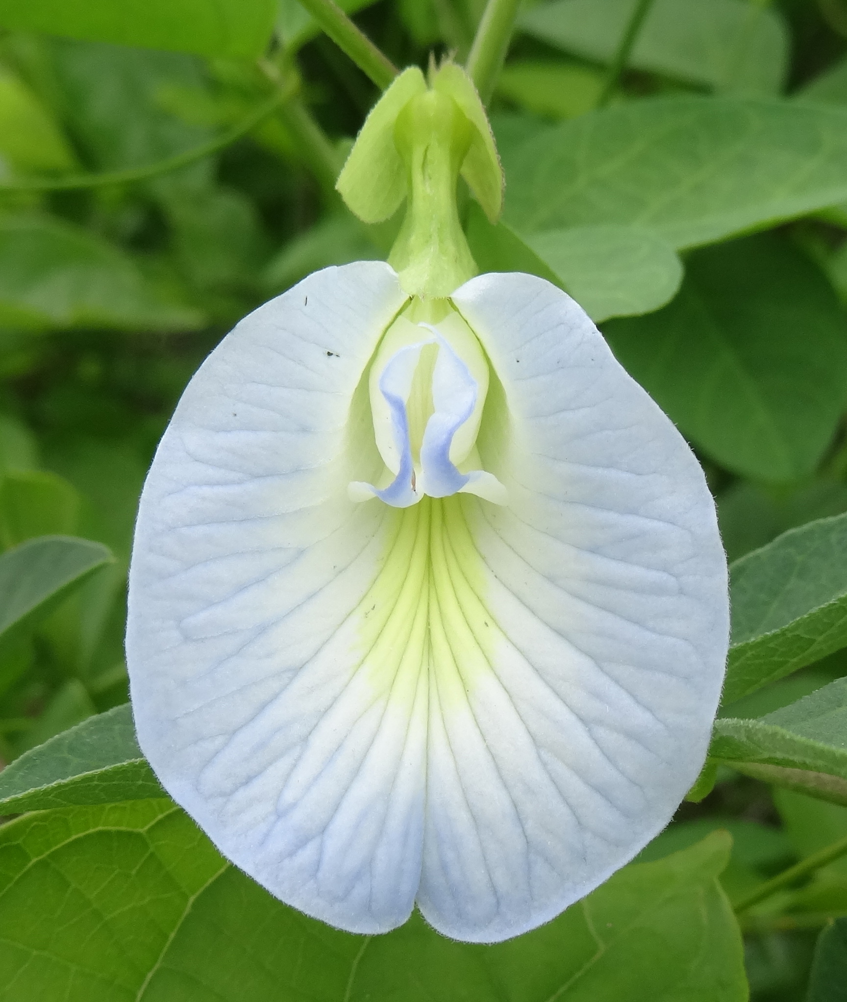 Clitoria ternatea - light blue flower (11773196863).jpg. 