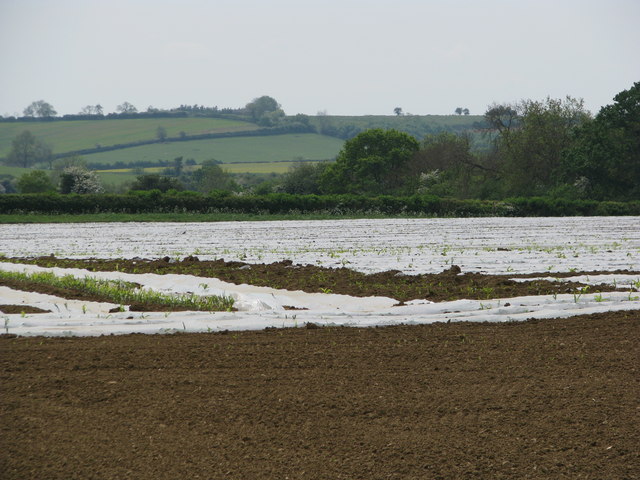 File:Cloches in field near Marston St Lawrence - geograph.org.uk - 2400685.jpg