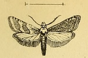 <i>Cochylis defessana</i> Species of moth