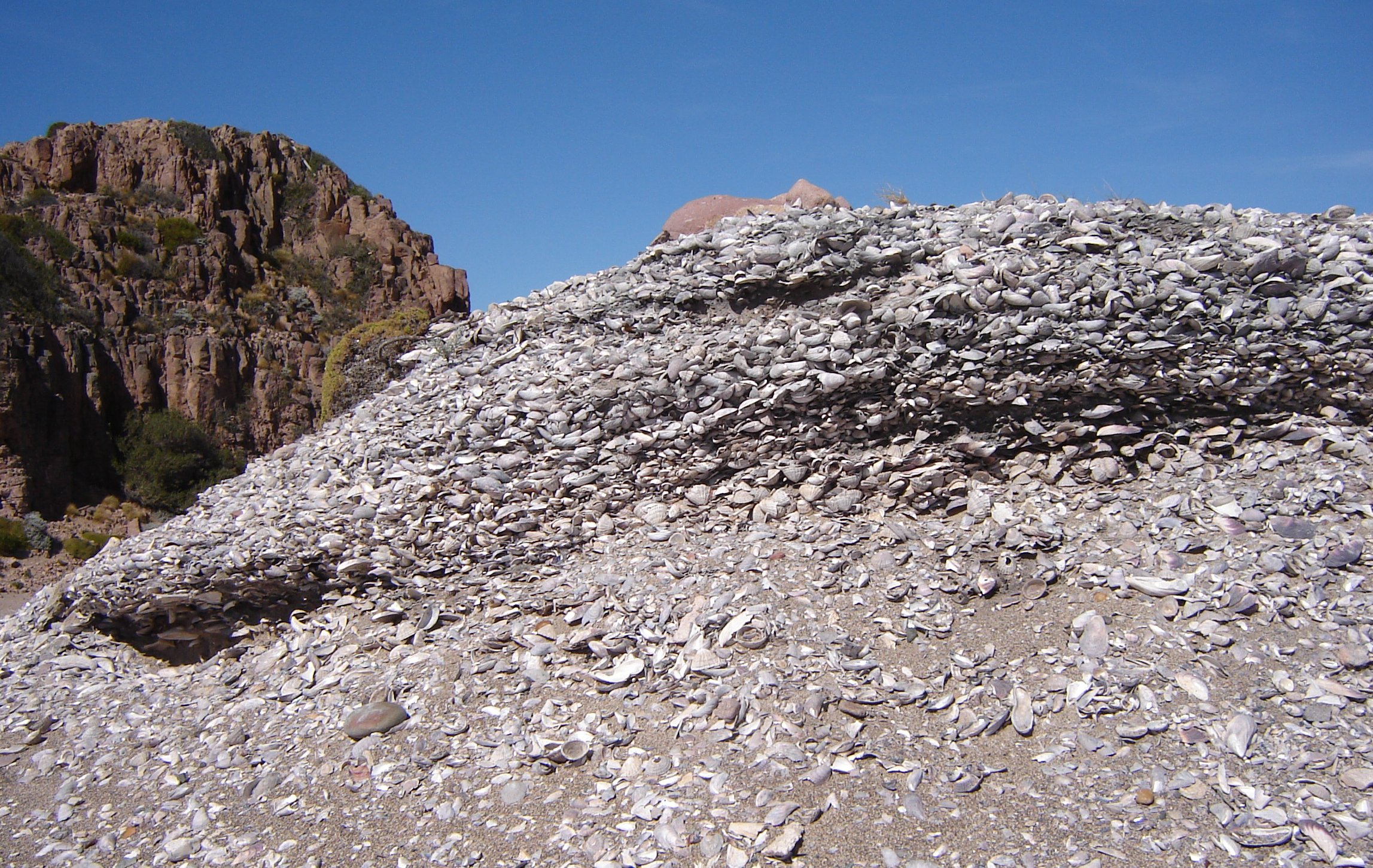 A closeup of a shell midden in Argentina.