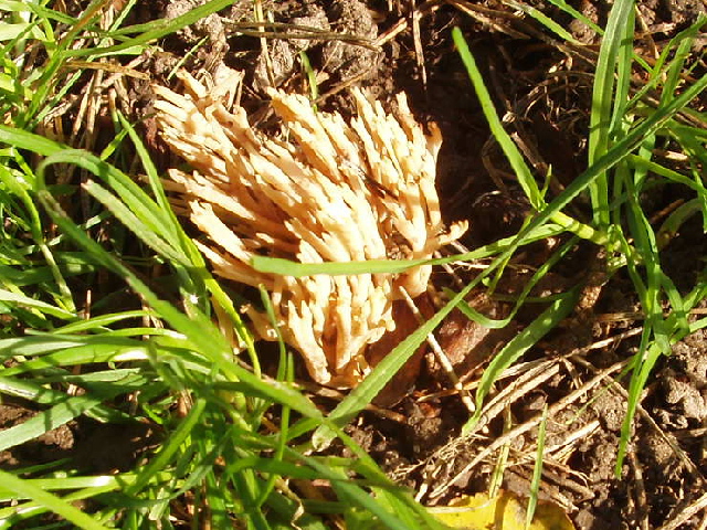 File:Coral Fungus (Ramaria) in short grass, Taplow churchyard - geograph.org.uk - 275151.jpg
