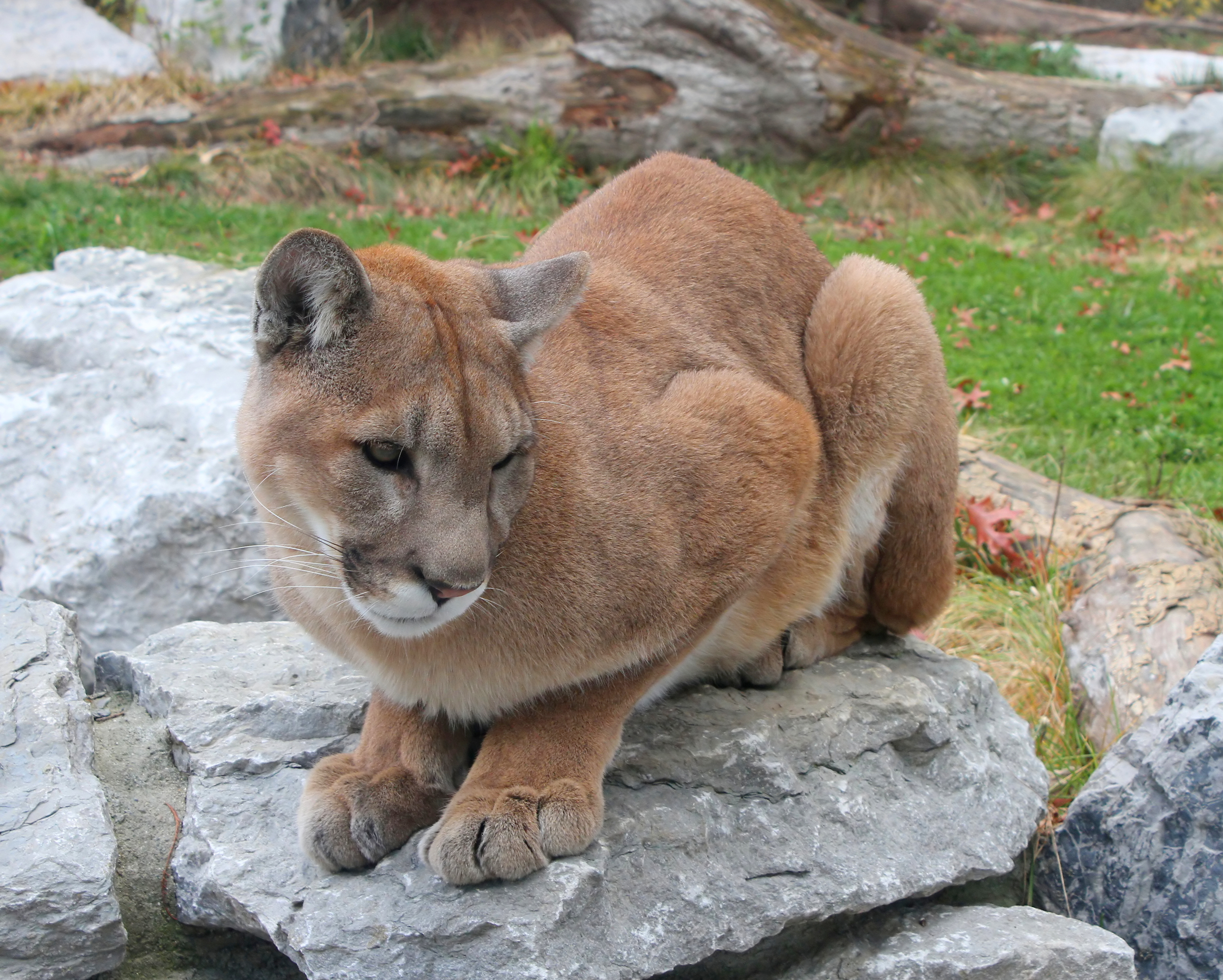 Puma - Wikipedia bahasa Indonesia, ensiklopedia bebas