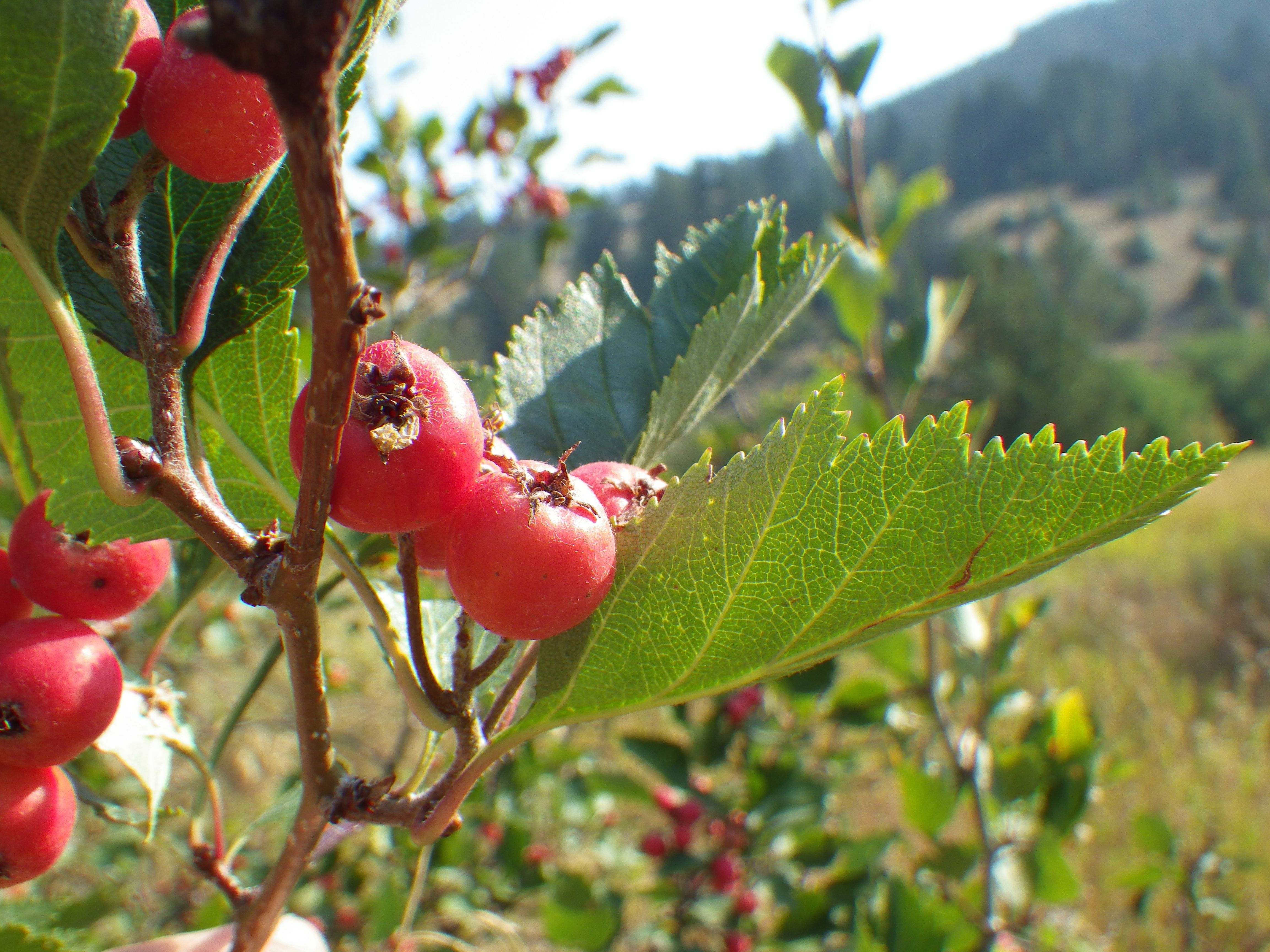 Кустарники 4 буквы. Crataegus chrysocarpa. Боярышник крупноколючковый Crataegus macracantha. Боярышник Даурский Crataegus dahurica. Боярышник Приречный - Crataegus rivularis.