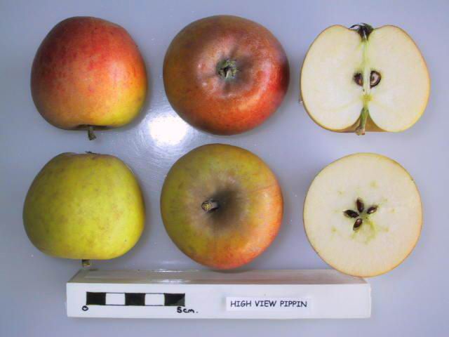 File:Cross section of High View Pippin, National Fruit Collection (acc. 1928-004).jpg