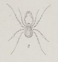 File:Die Arachniden Australiens 2 Taf VI (Fig 2).png