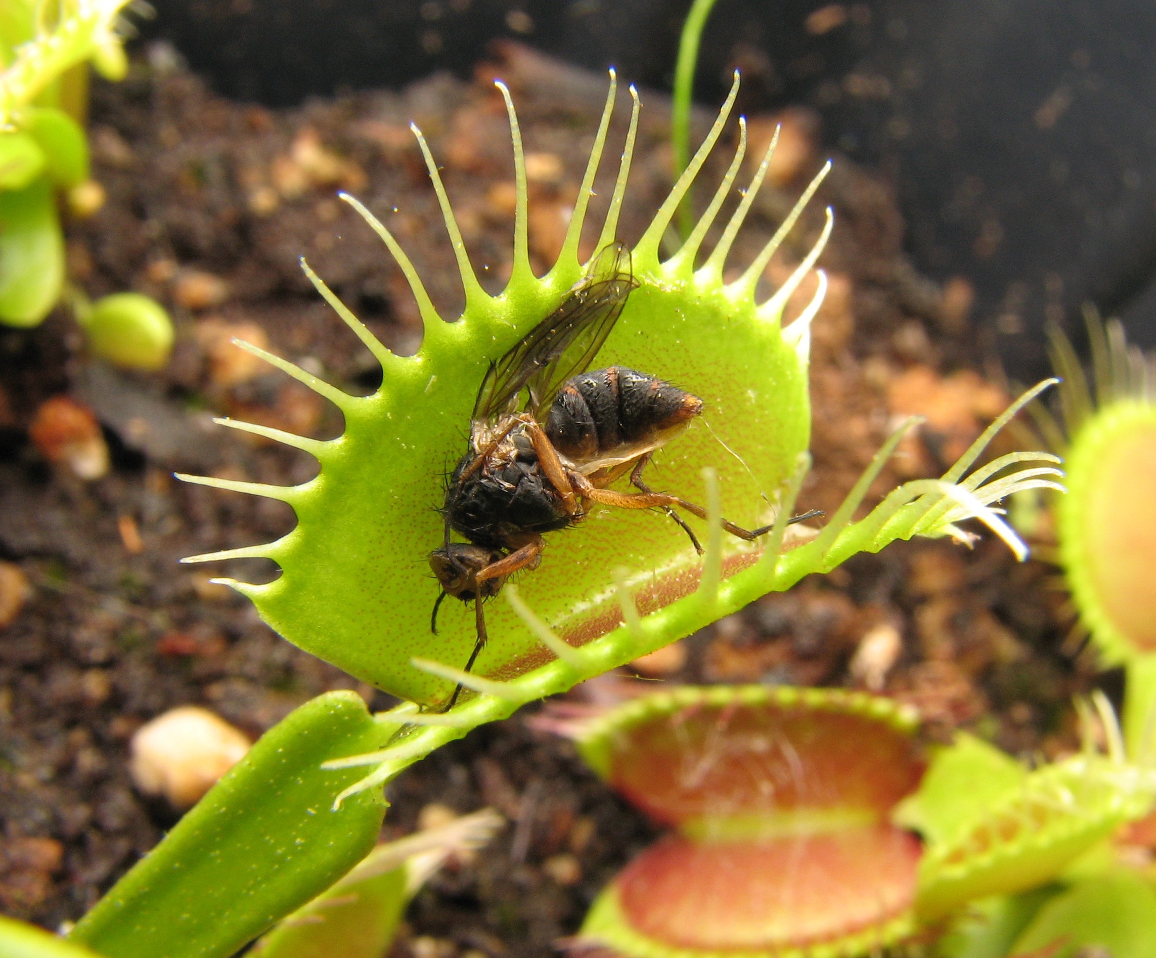 How Venus flytraps store short-term 'memories' of prey