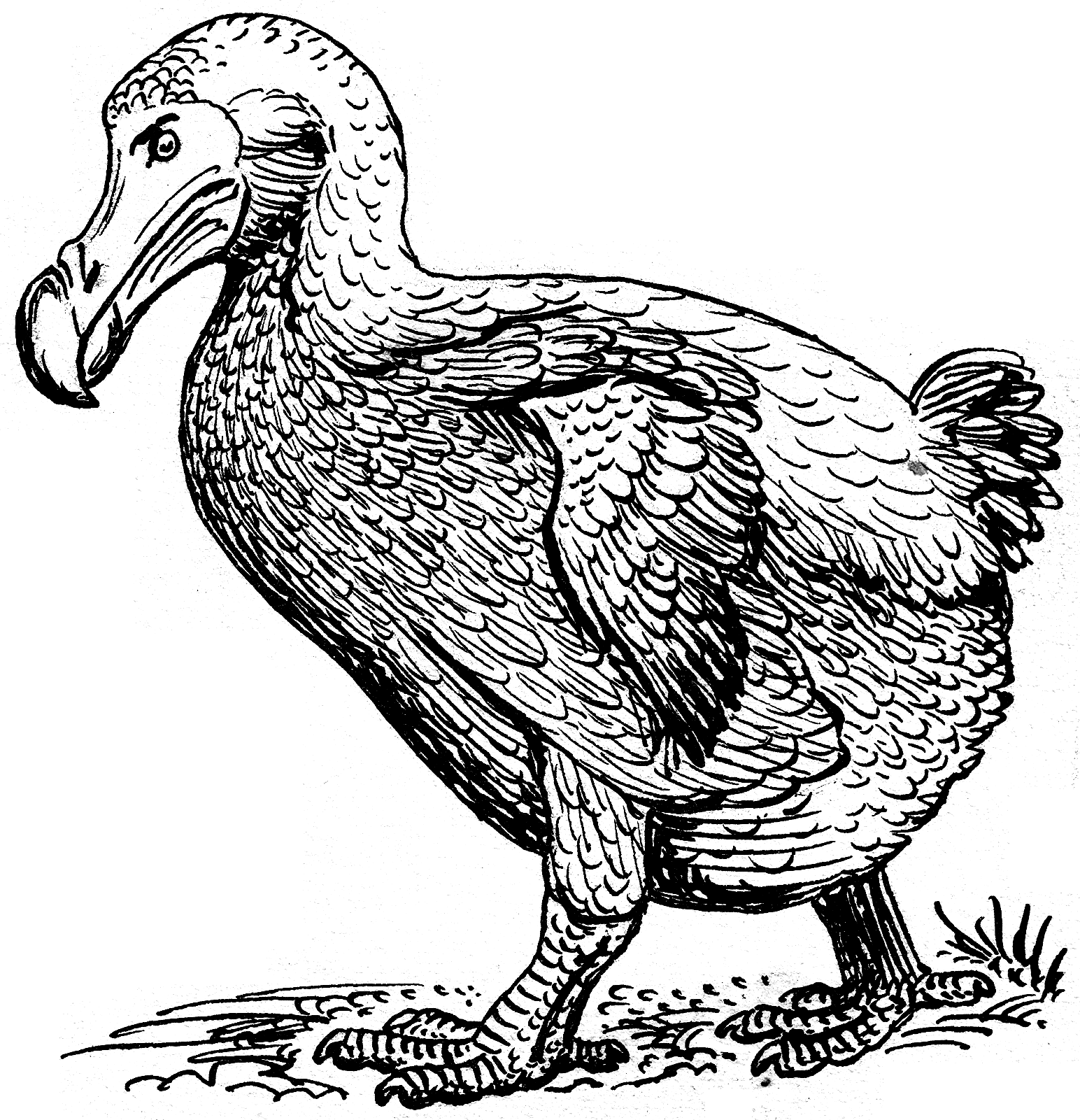 A drawing of the extinct dodo bird.