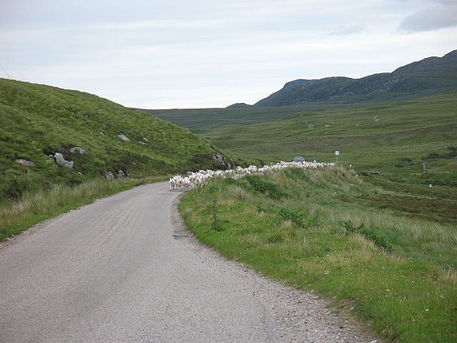 File:Driving sheep - geograph.org.uk - 889272.jpg