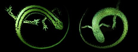 File:Eurycea guttolineata biofluorescence - 41598 2020 59528 Fig1 (cropped).jpg