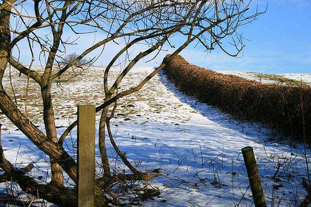 File:Field and Hedge - geograph.org.uk - 1161315.jpg