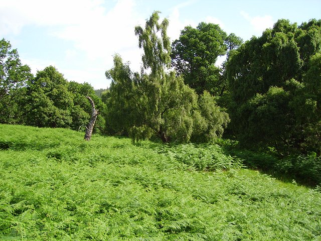 File:Forest near Loch Achilty - geograph.org.uk - 203188.jpg