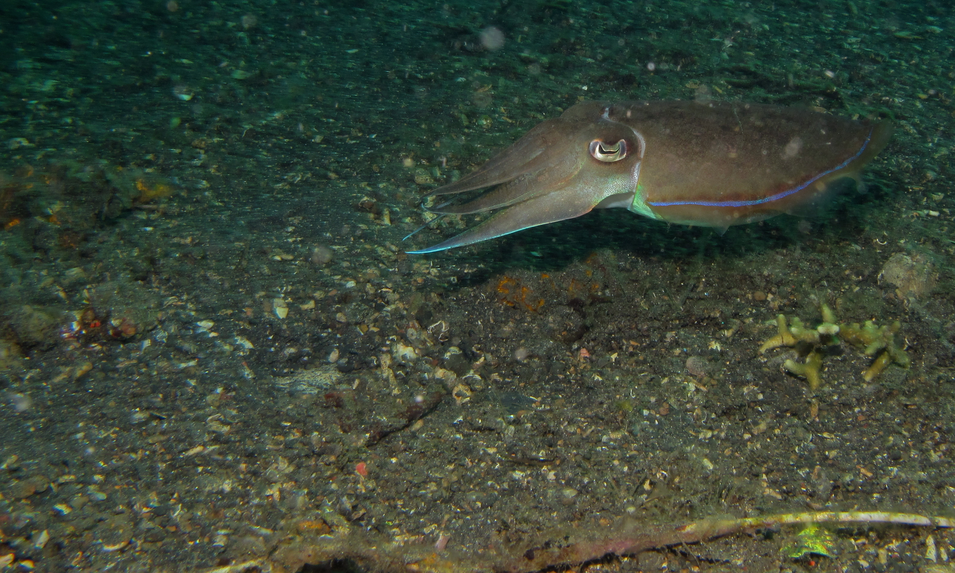 File:Golden Cuttlefish (Sepia esculenta) (8475830927).jpg - Wikimedia  Commons