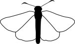 Heteropterinae.jpg