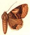 <i>Avatha macrostidsa</i> Species of moth